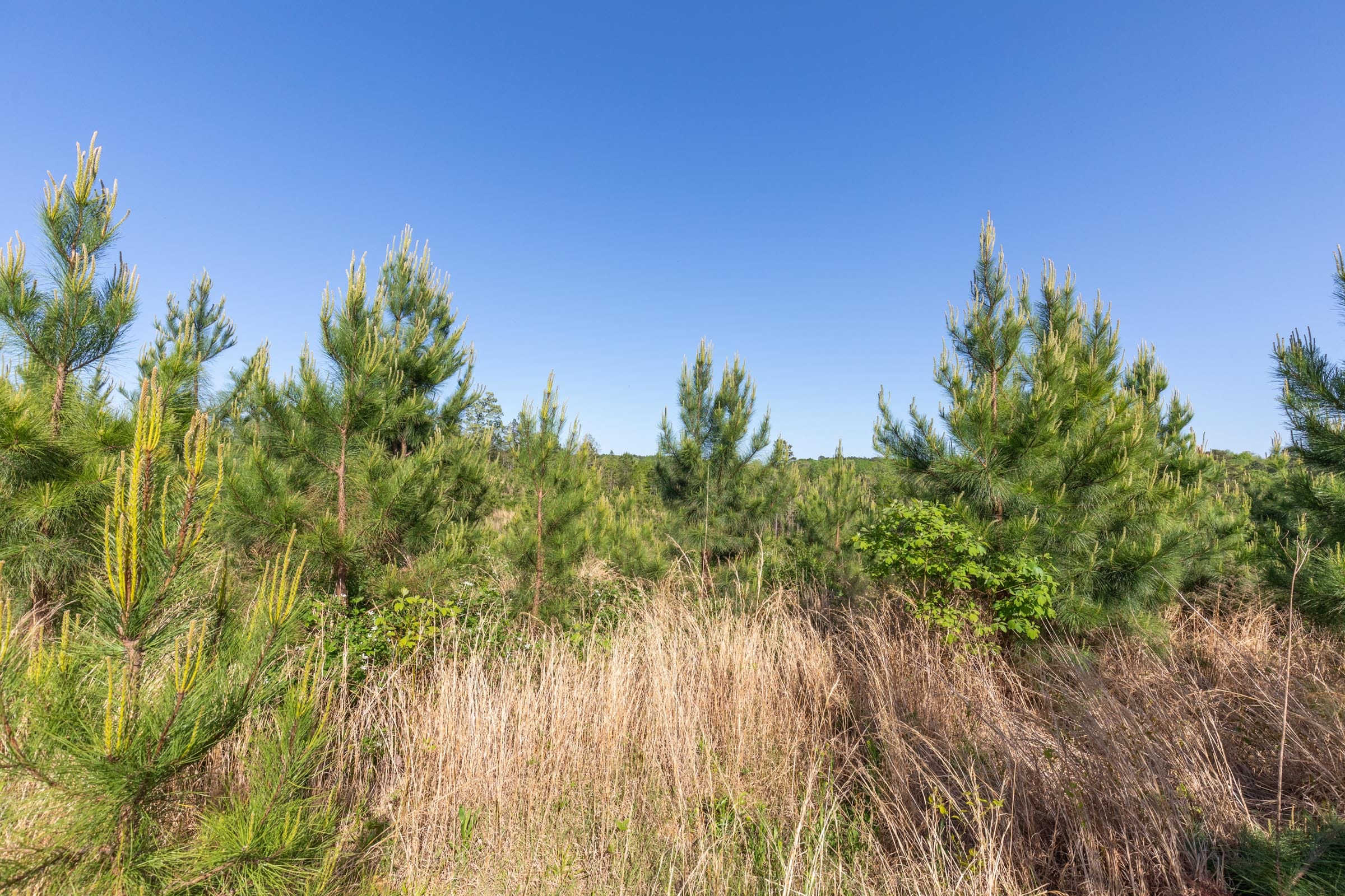 Clear Wood Tract 26 photo 21