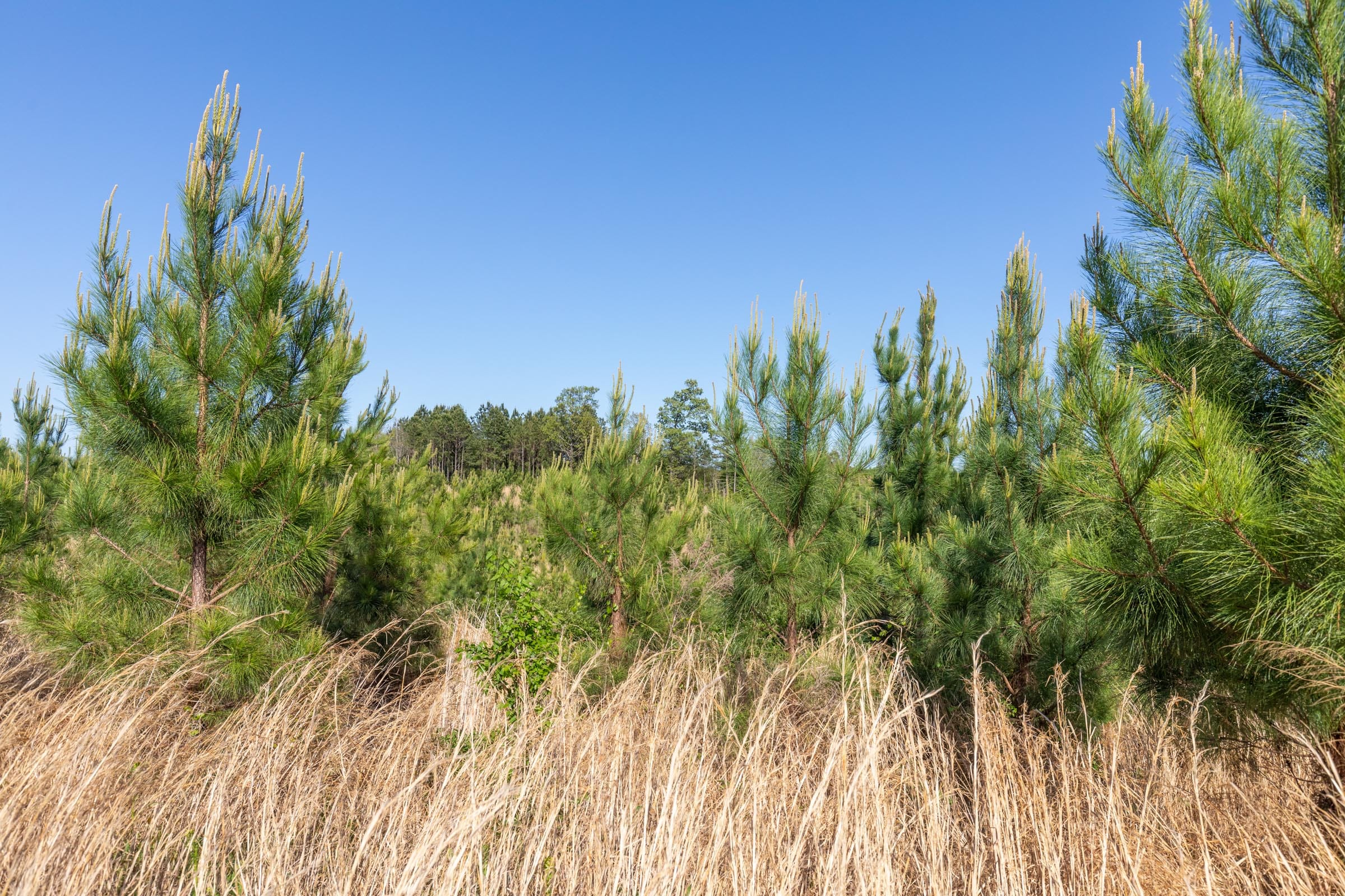 Clear Wood Tract 26 photo 22