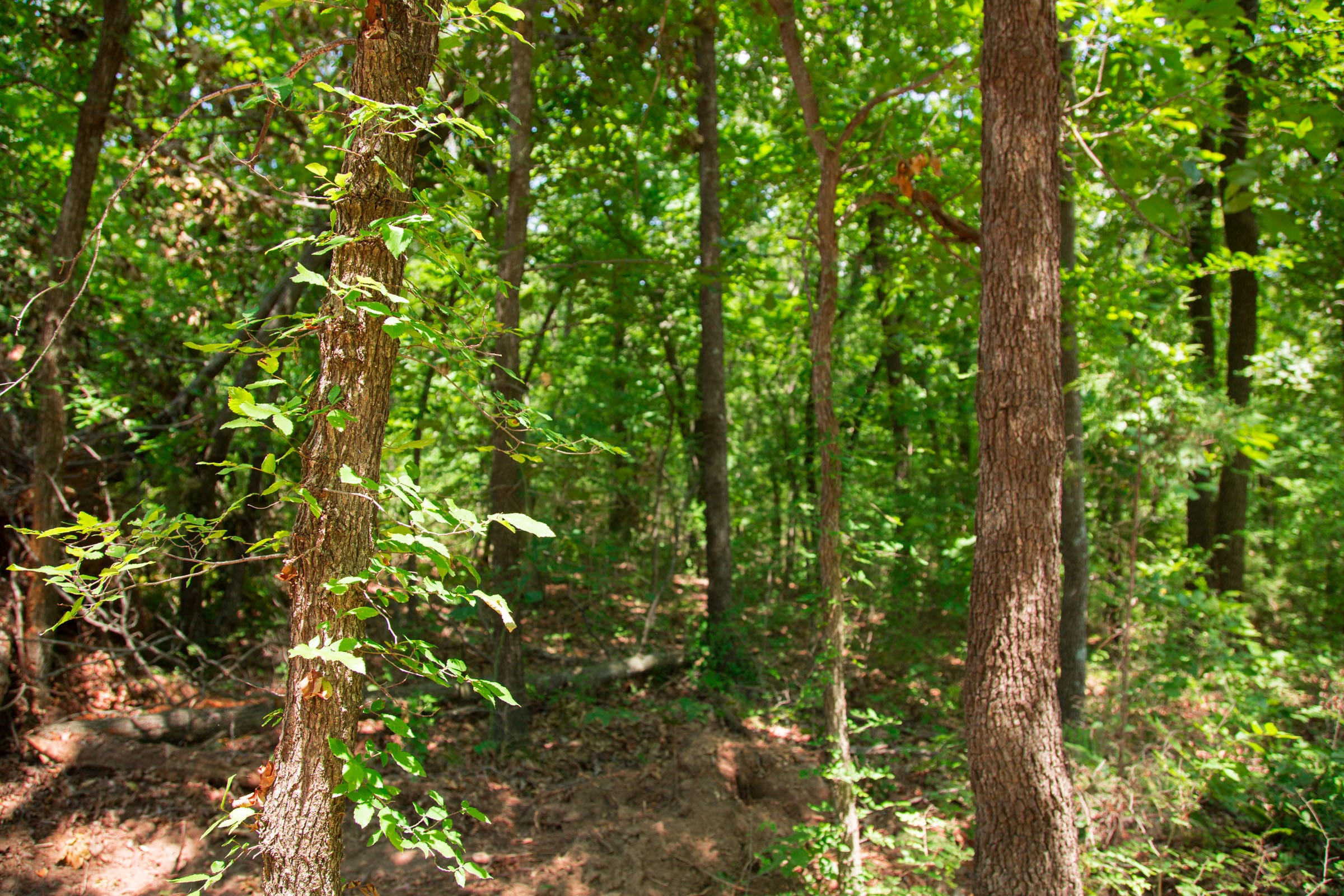 Deep Fork Ranch Tract 7 photo 5
