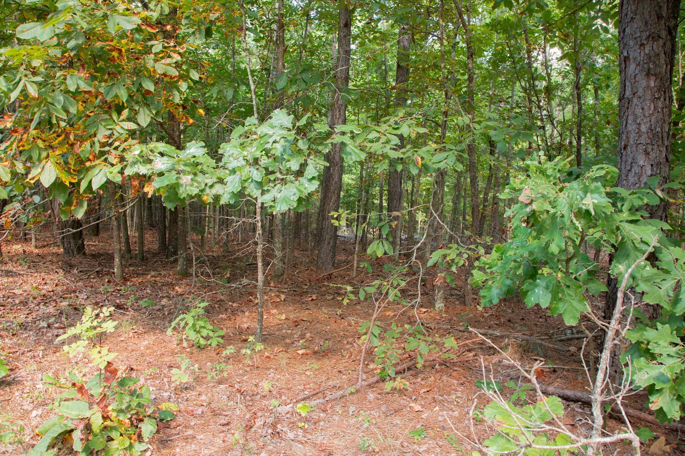 Wagon Wheel Ranch Tract 2 photo 4