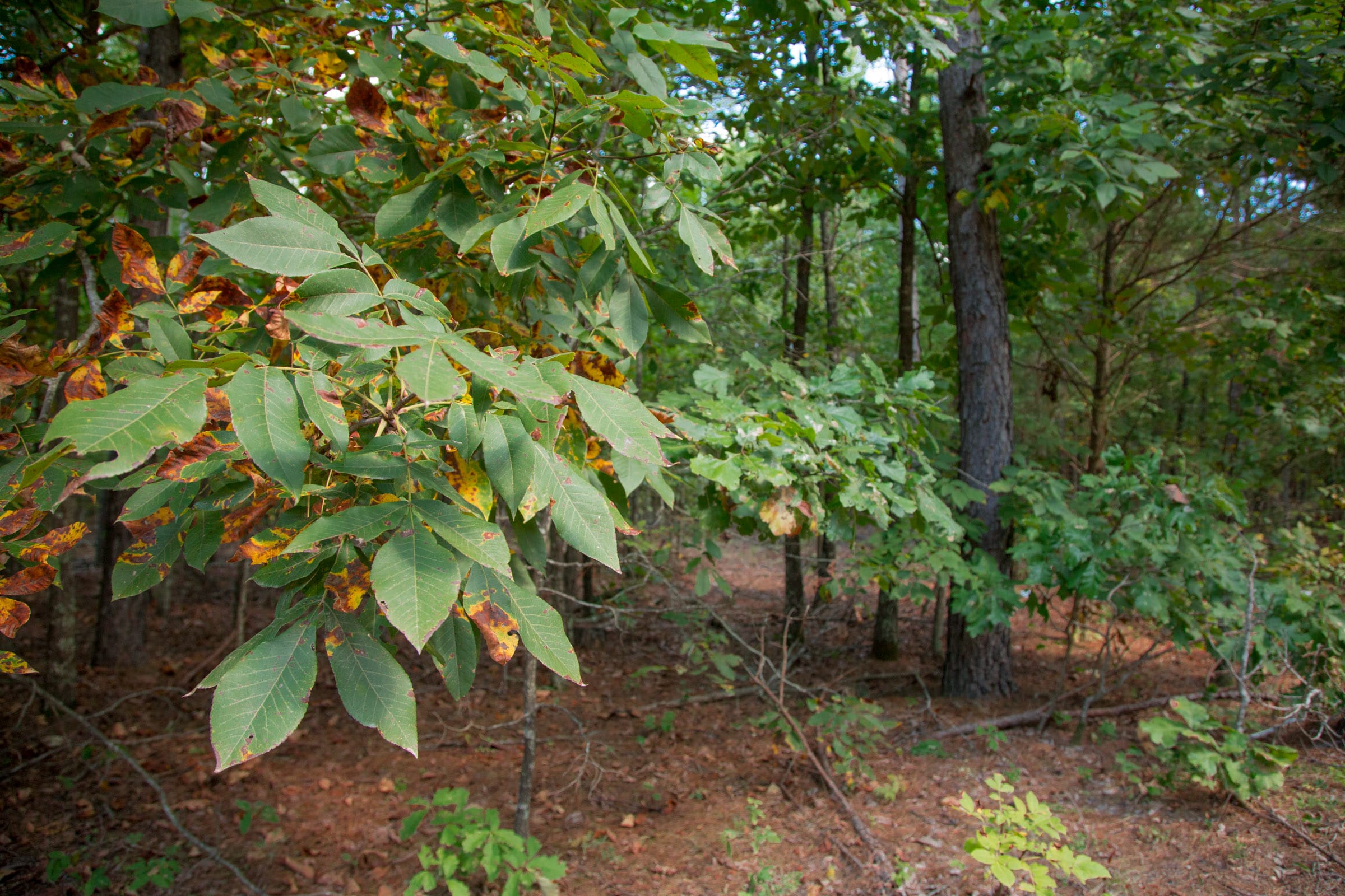 Wagon Wheel Ranch Tract 2 photo 5