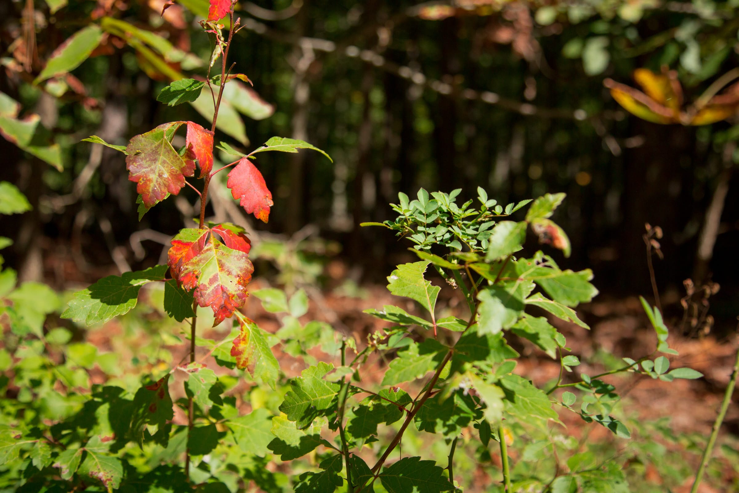 Wagon Wheel Ranch Tract 2 photo 6