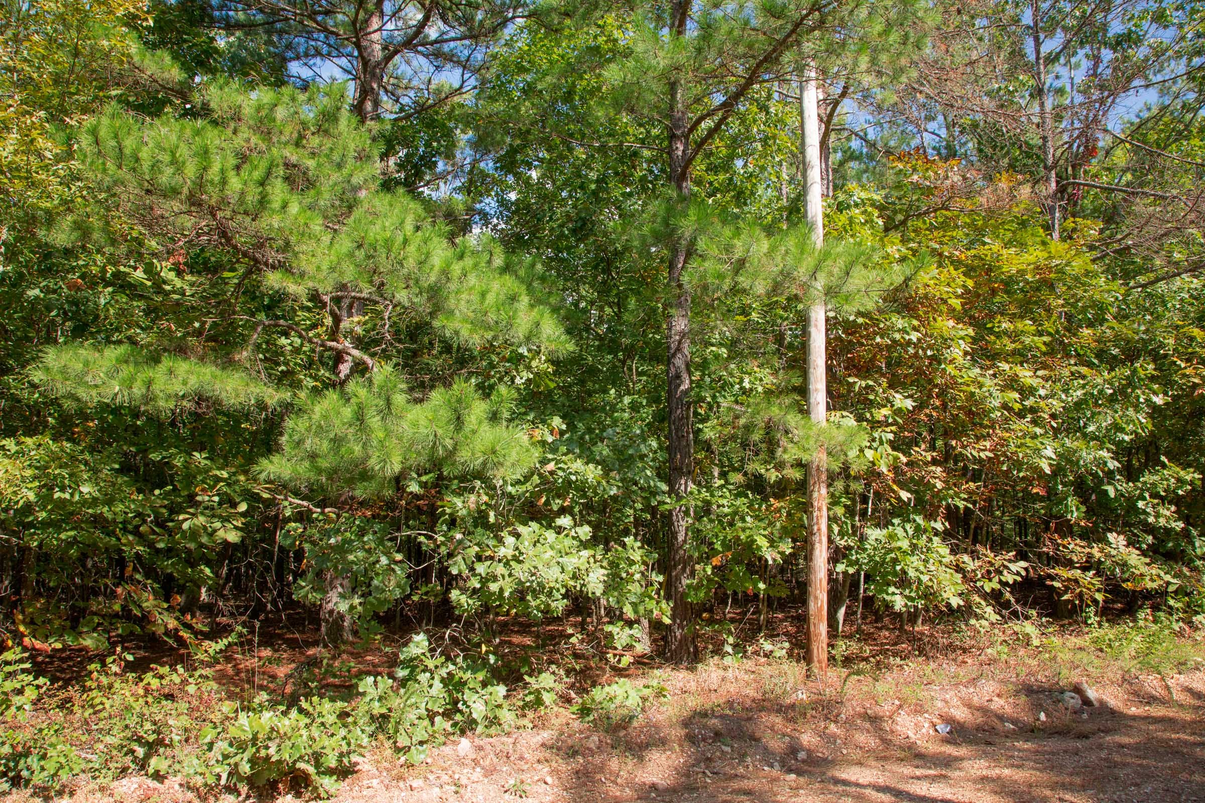 Wagon Wheel Ranch Tract 2 photo 7