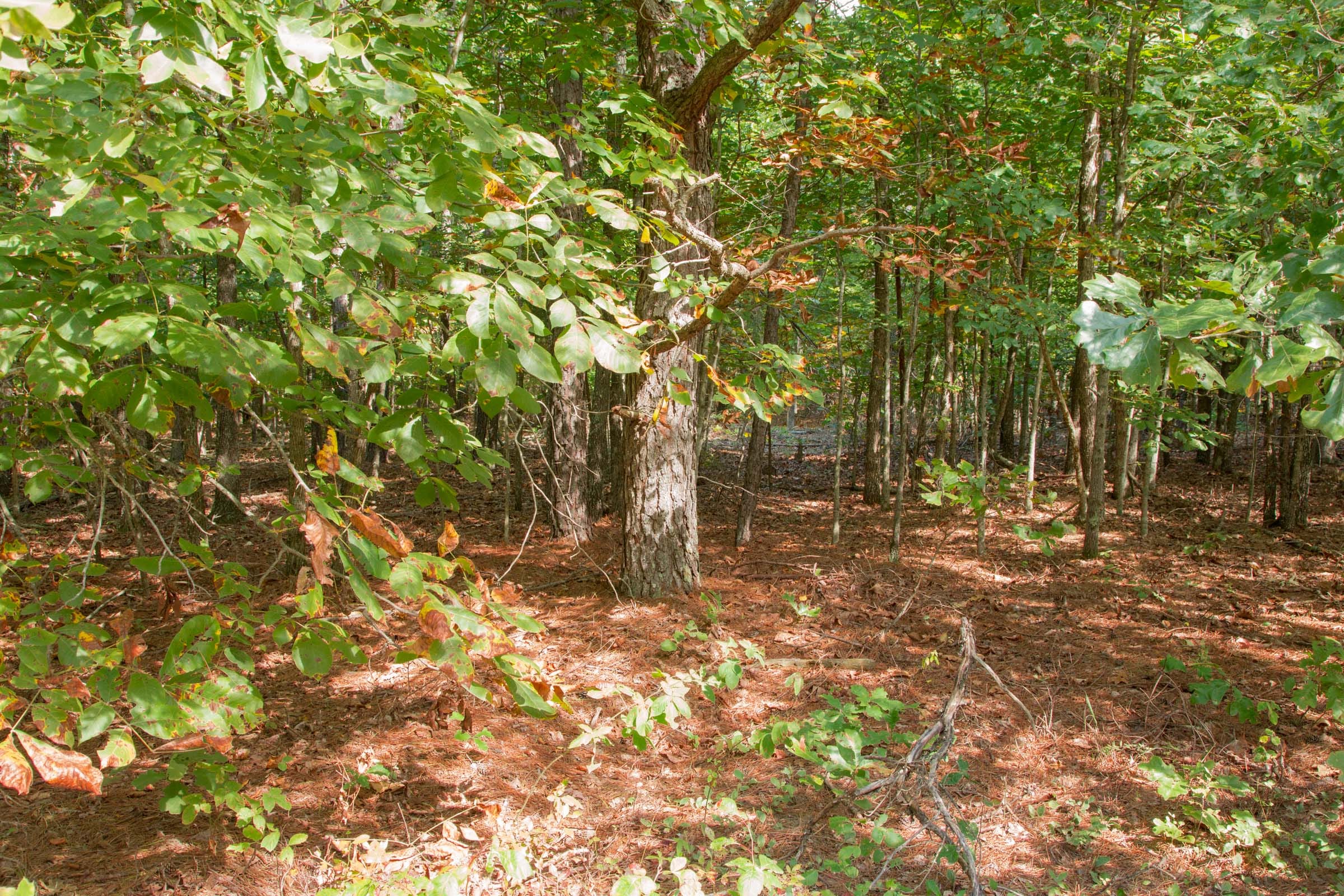 Wagon Wheel Ranch Tract 2 photo 8