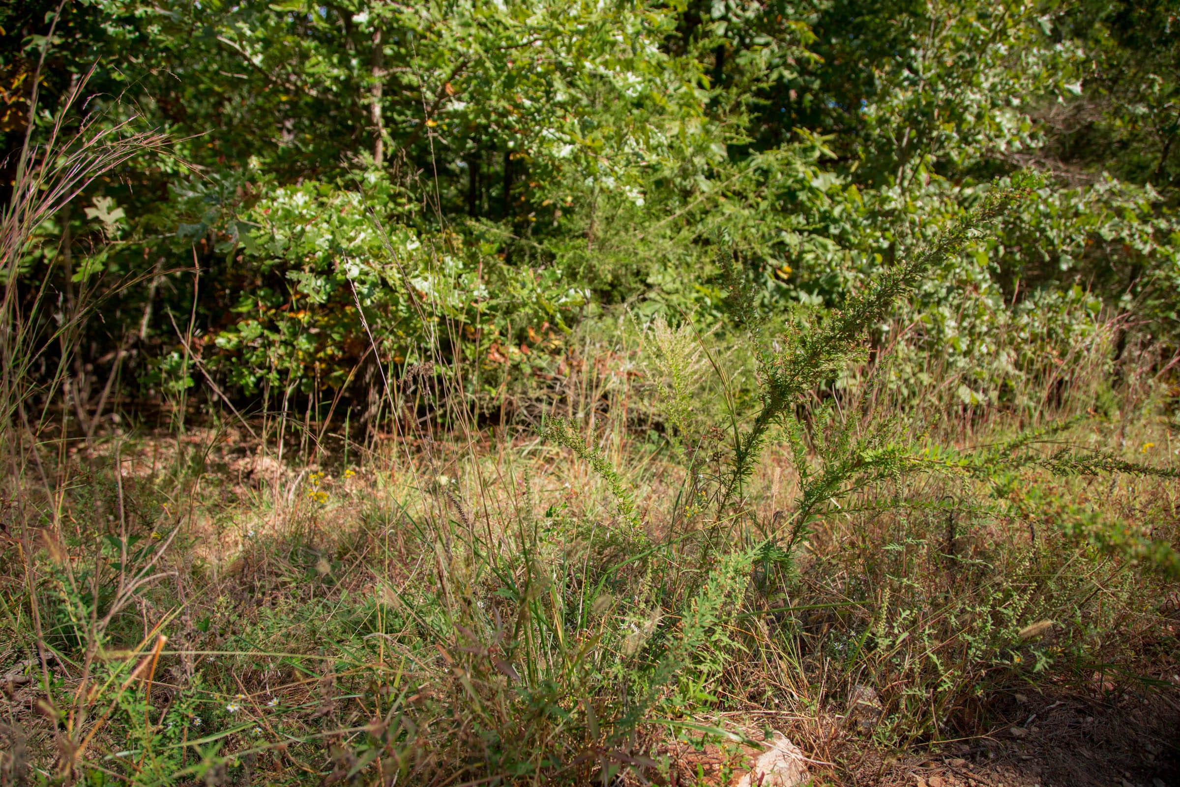 Wagon Wheel Ranch Tract 2 photo 10