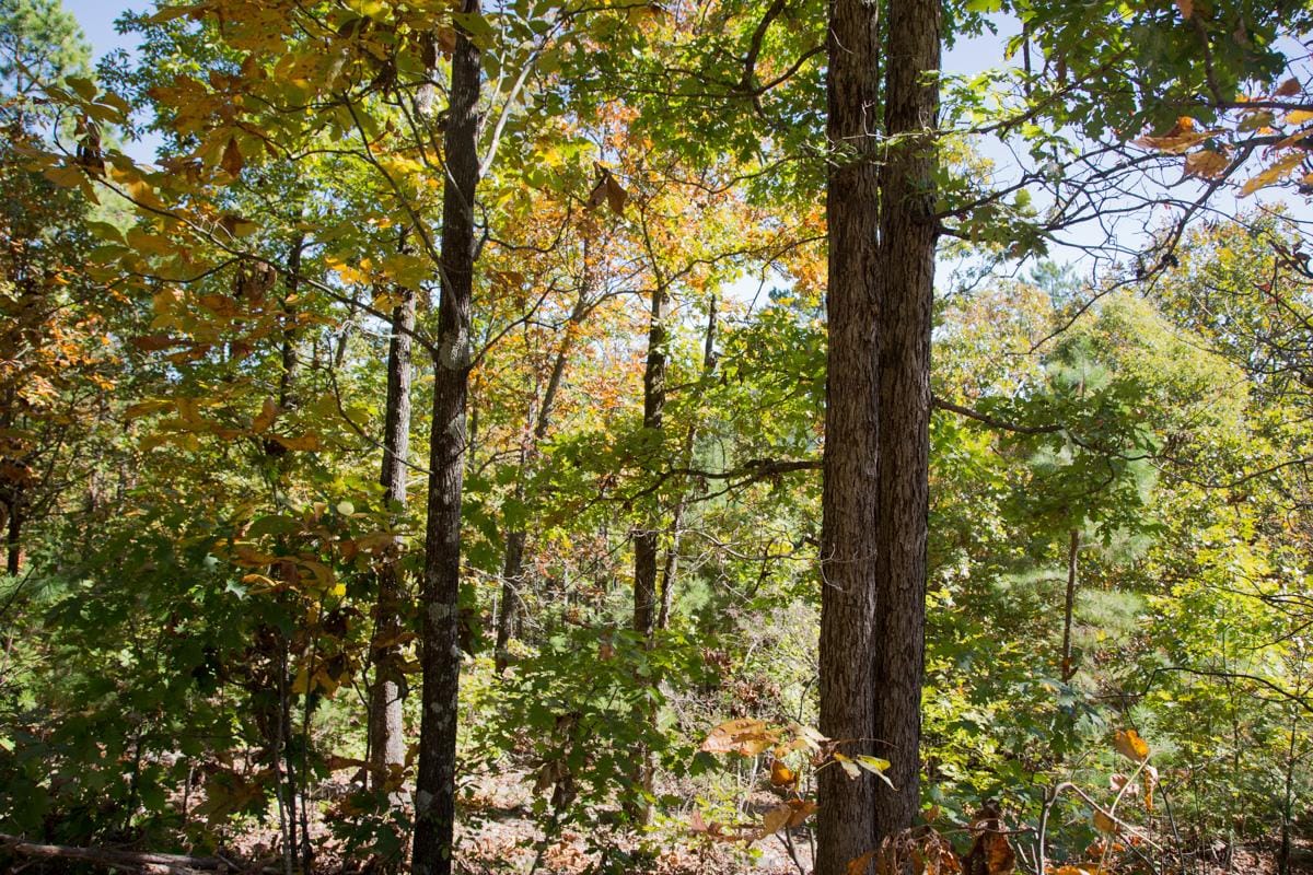 Stone Creek Phase I Tract 105 photo 13