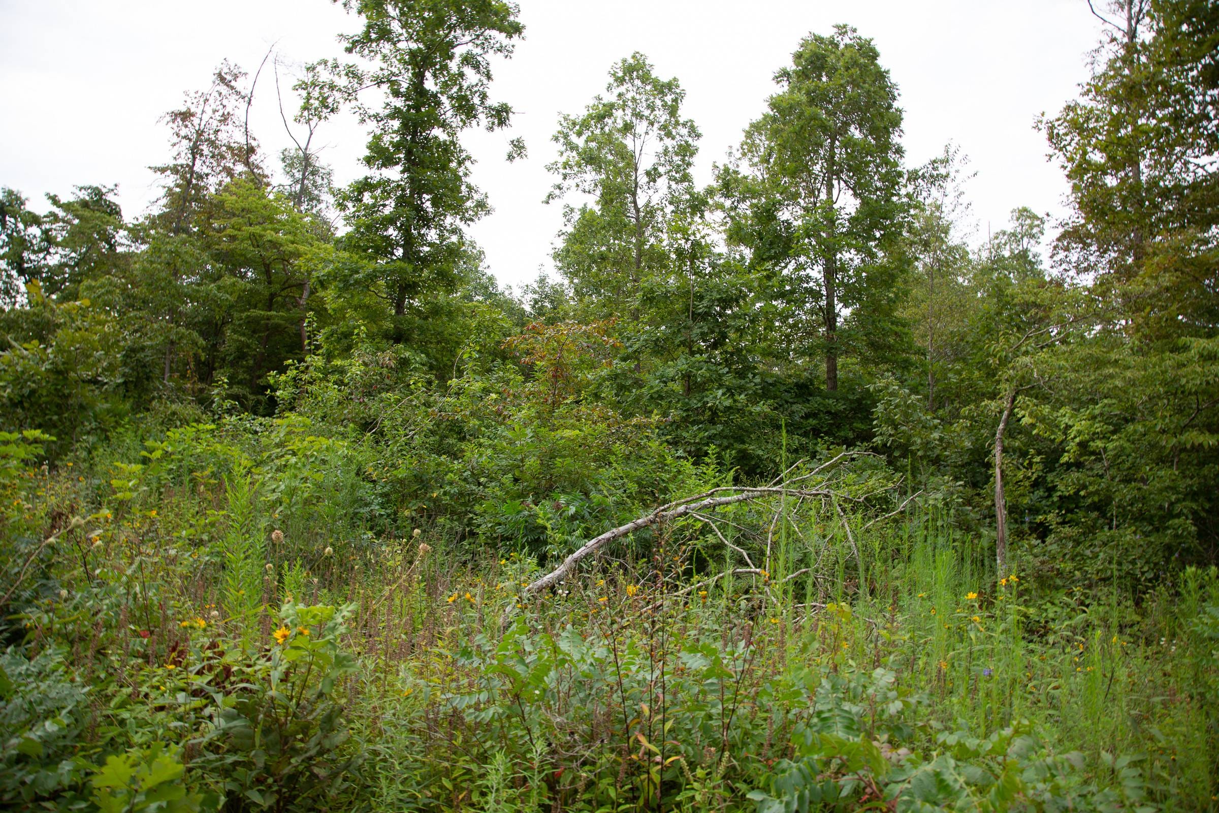 Borgmann’s Hollow Phase II Tract 33 photo 2