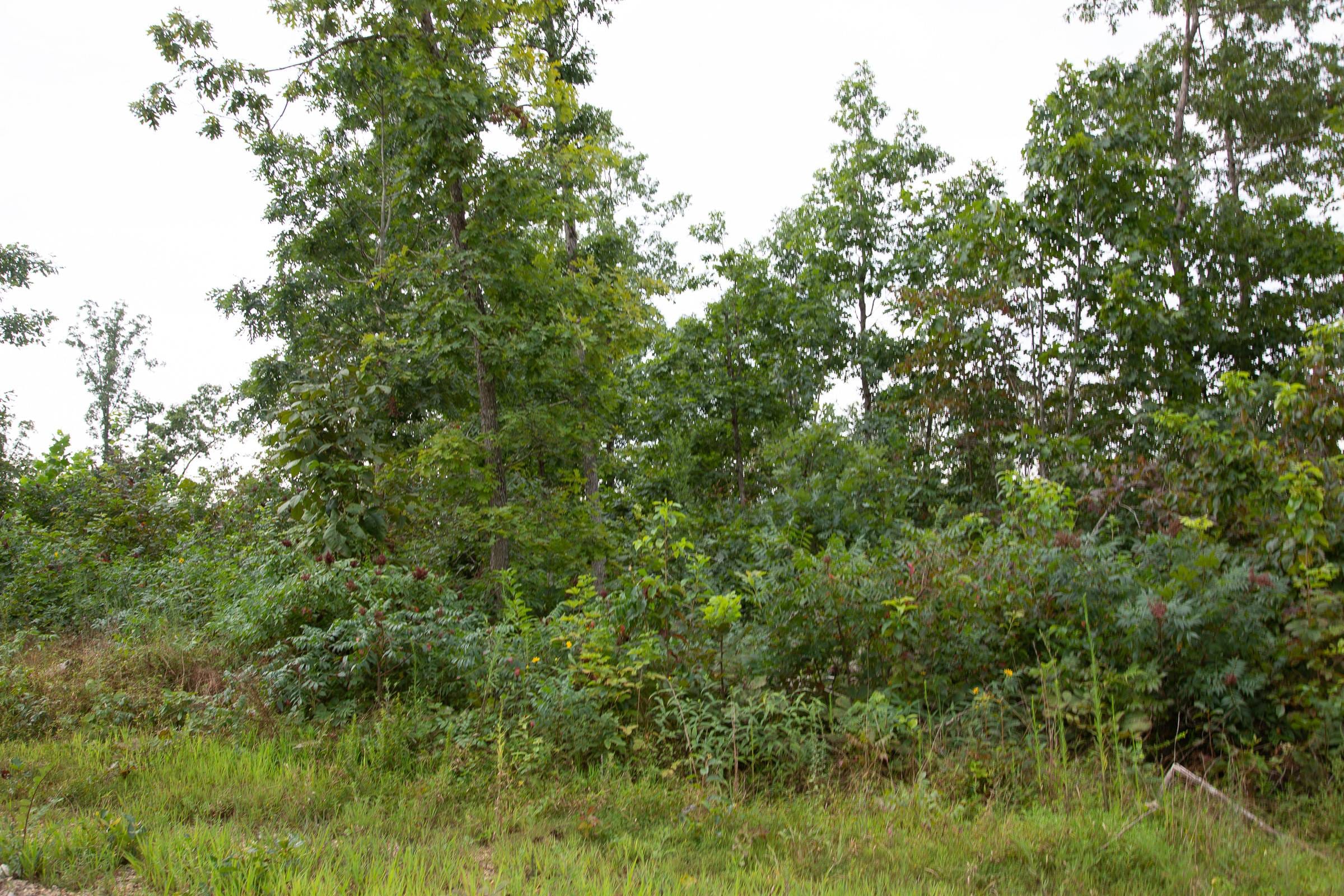 Borgmann’s Hollow Phase II Tract 33 photo 4