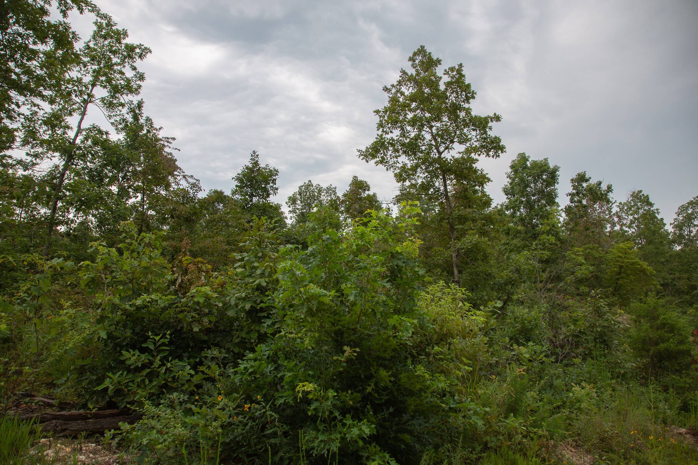 Borgmann’s Hollow Phase II Tract 33 photo 6