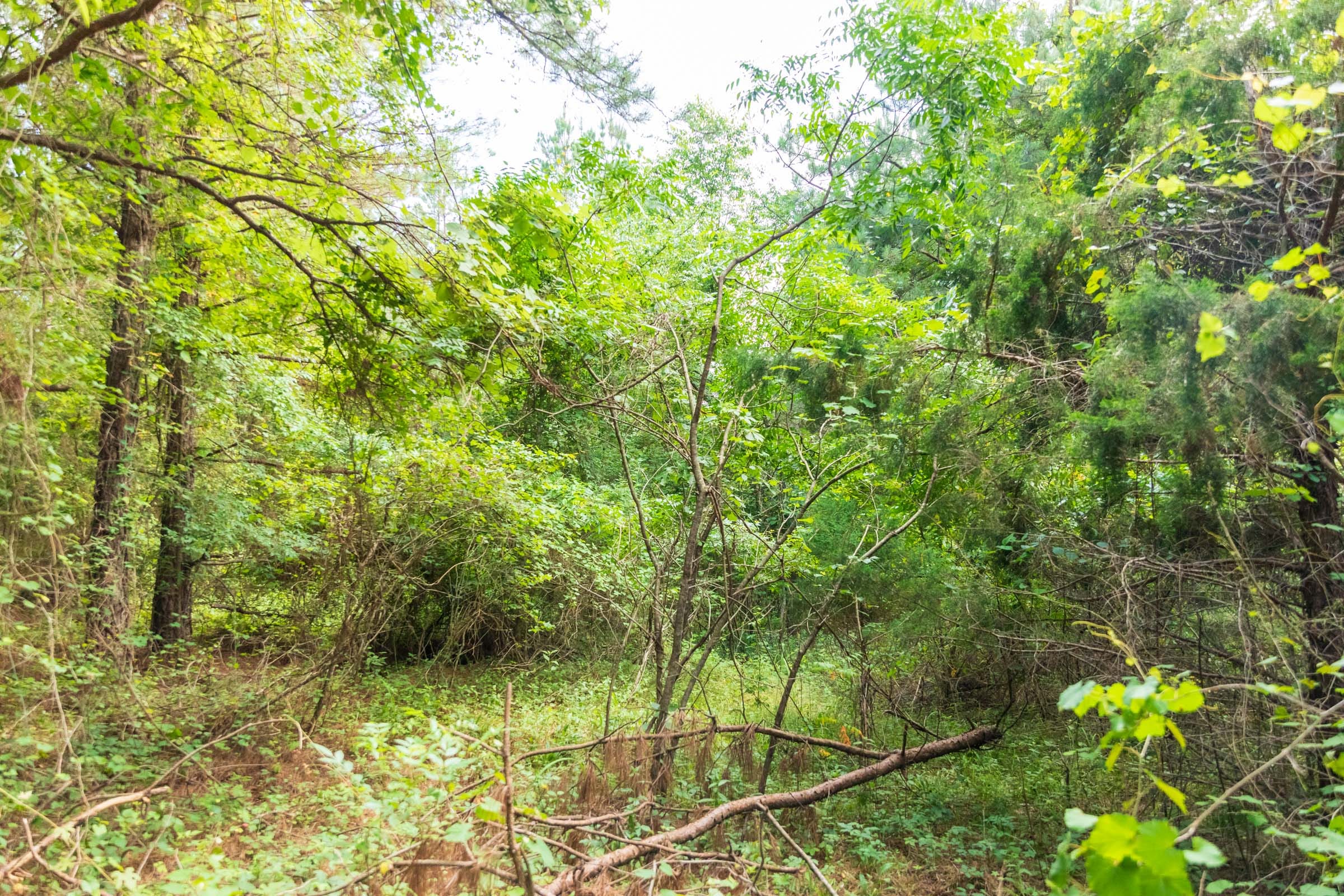 Whiskey Ridge Tract 68 photo 8