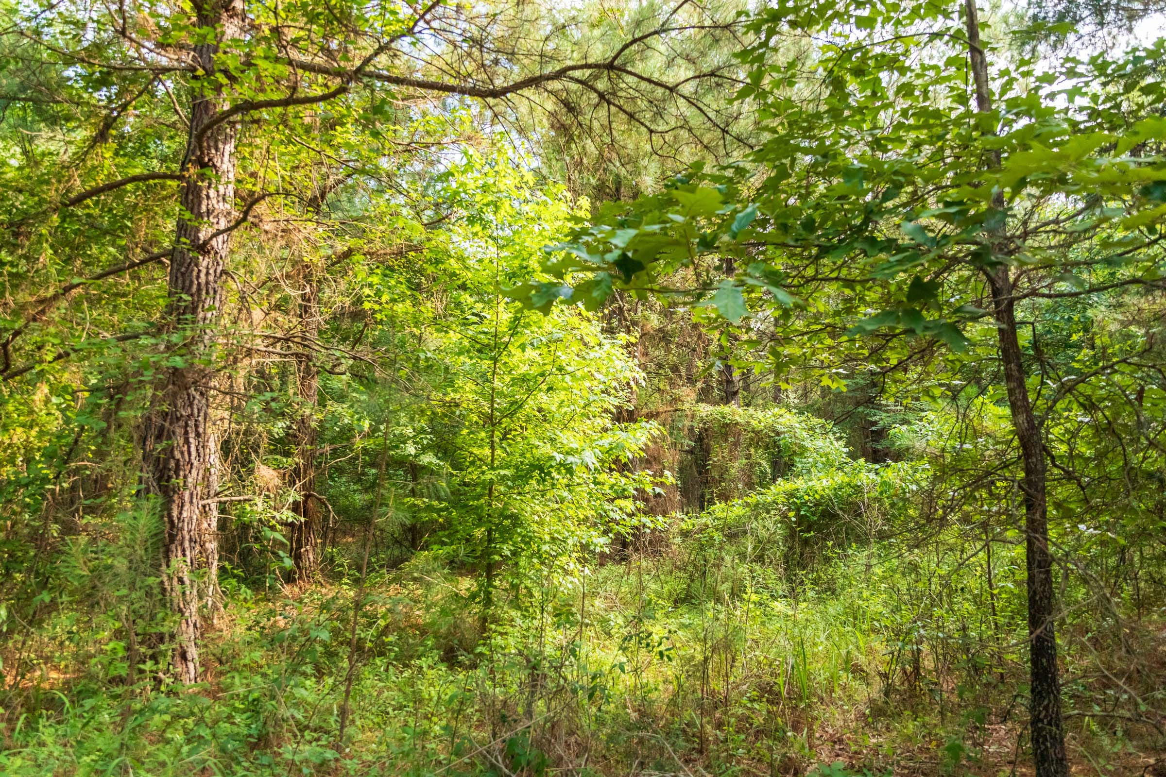 Whiskey Ridge Tract 68 photo 10