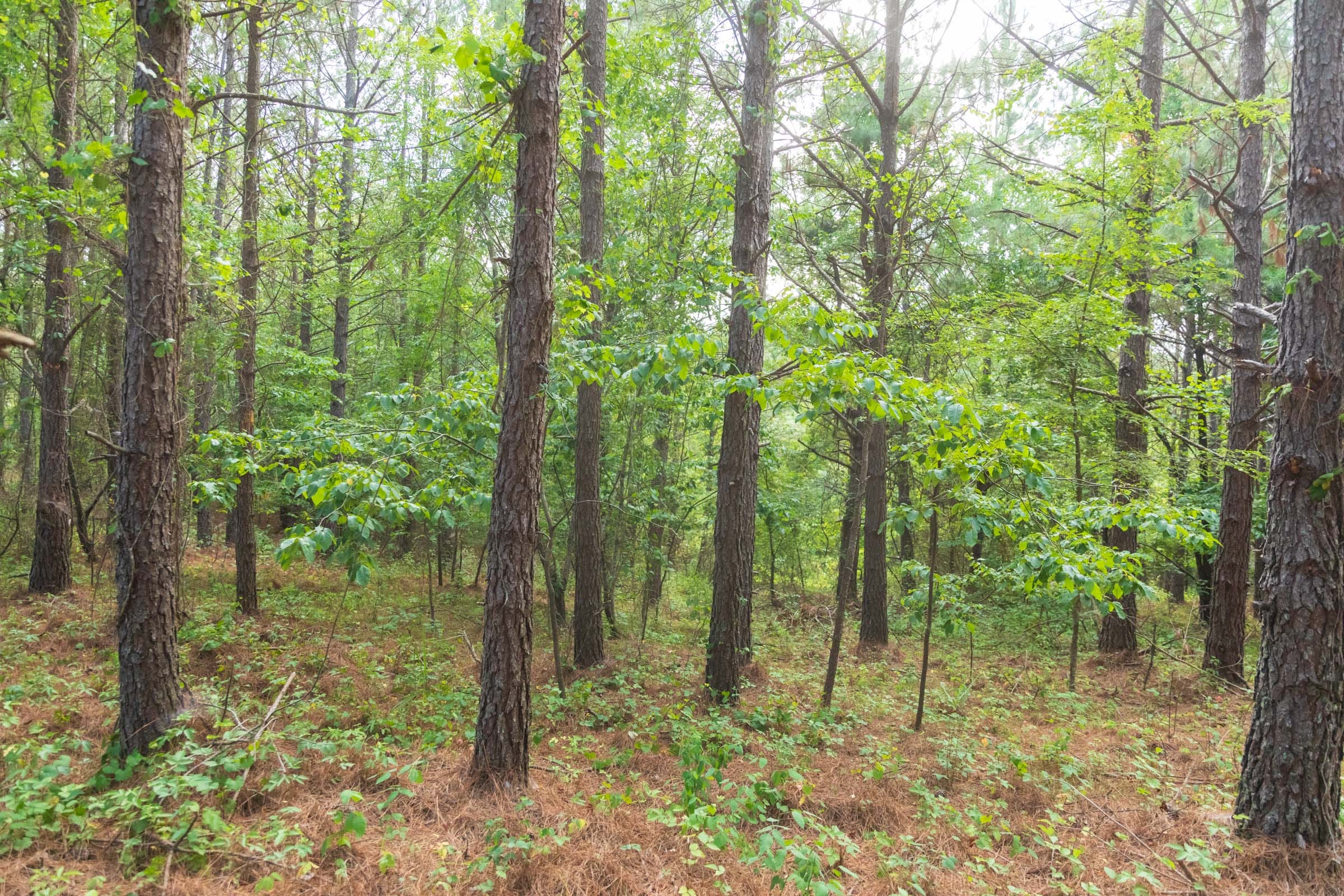 Whiskey Ridge Tract 68 photo 7