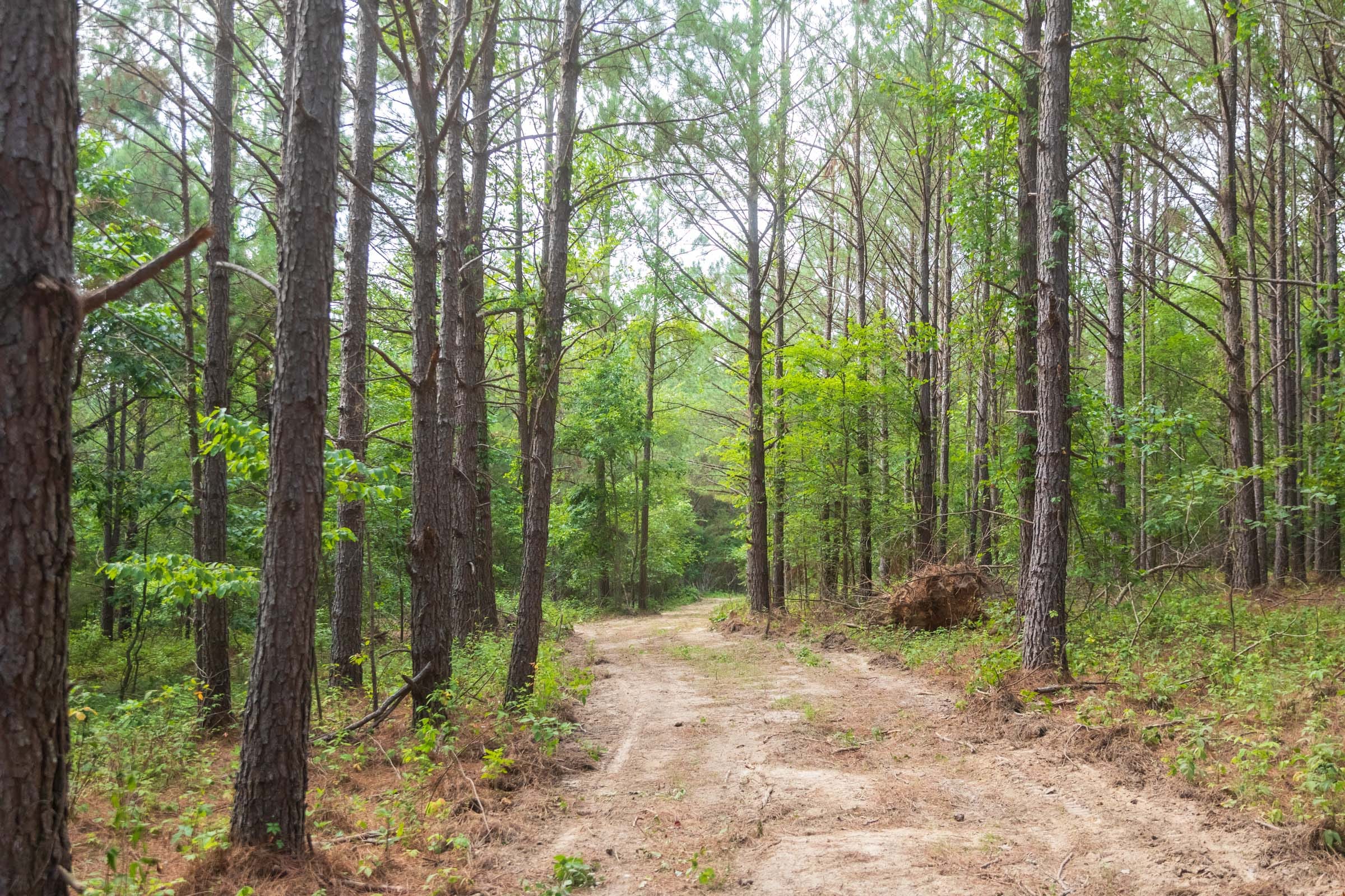 Whiskey Ridge Tract 68 photo 14