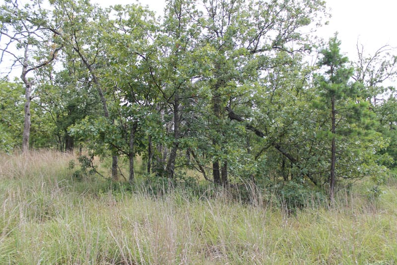Trophy Ridge Phase III Tract 16 photo 2