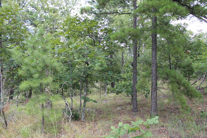 Trophy Ridge Phase III Tract 16 photo 3