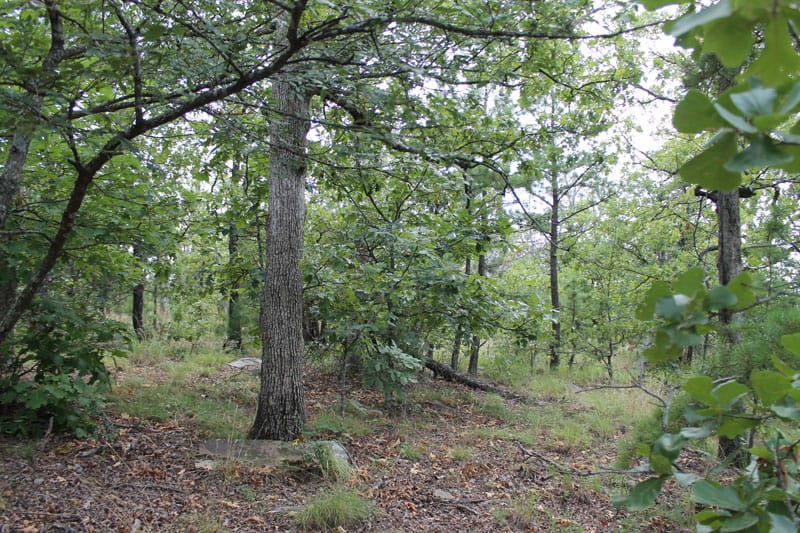 Trophy Ridge Phase III Tract 16 photo 5