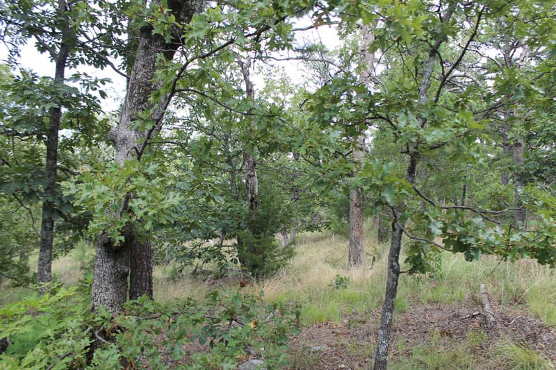 Trophy Ridge Phase III Tract 16 photo 6