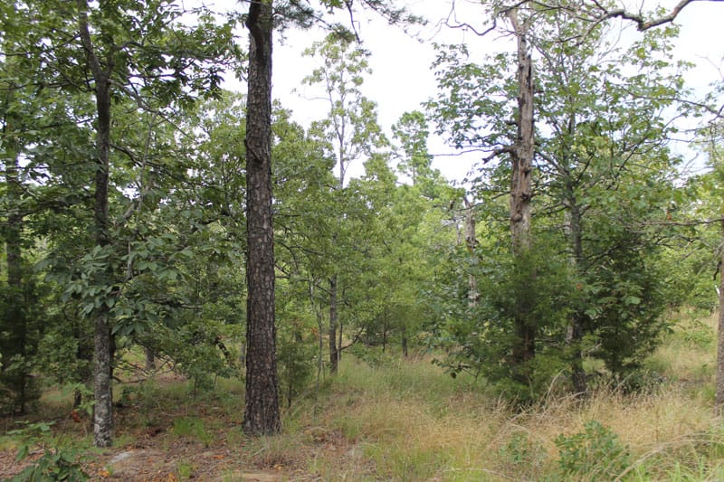Trophy Ridge Phase III Tract 16 photo 7
