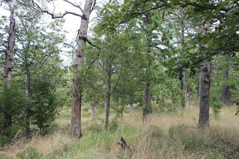 Trophy Ridge Phase III Tract 16 photo 8