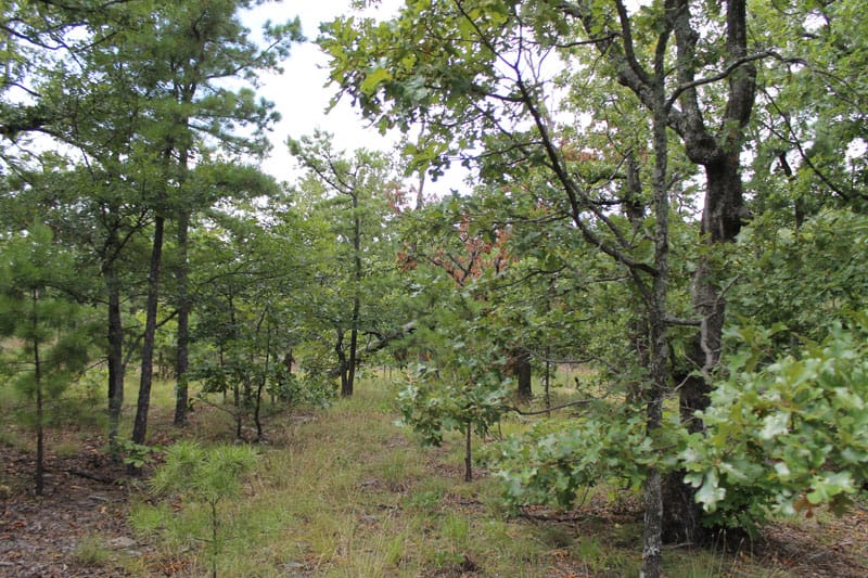 Trophy Ridge Phase III Tract 16 photo 9