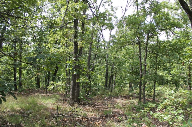 Trophy Ridge Phase III Tract 16 photo 10