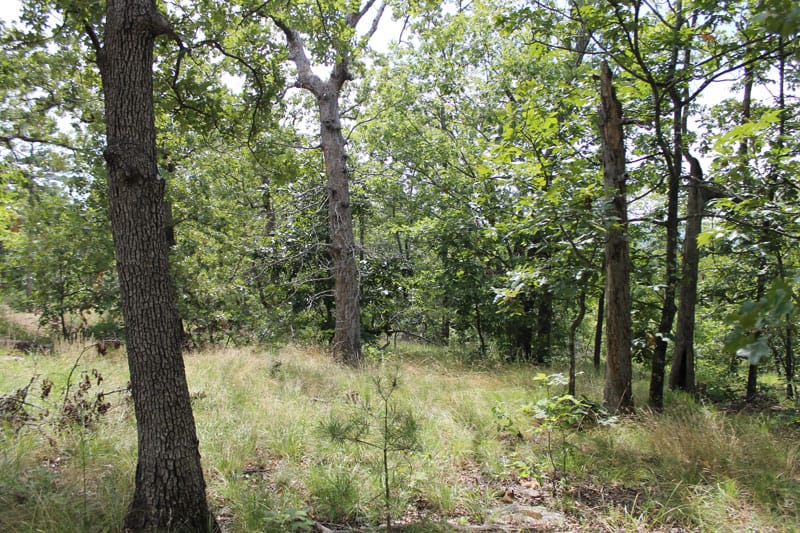 Trophy Ridge Phase III Tract 16 photo 11