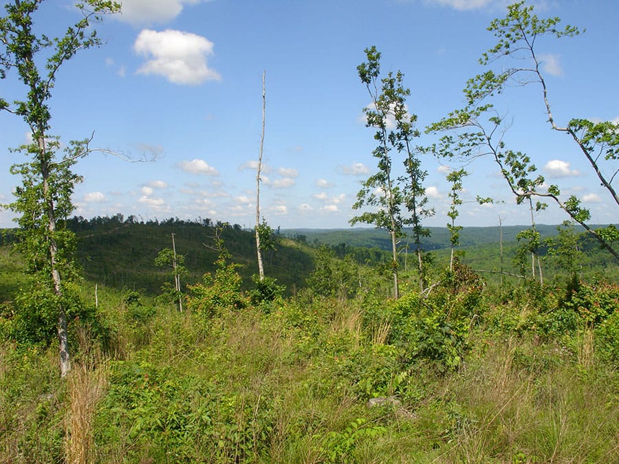 Antler Ridge Tract 33 photo 3
