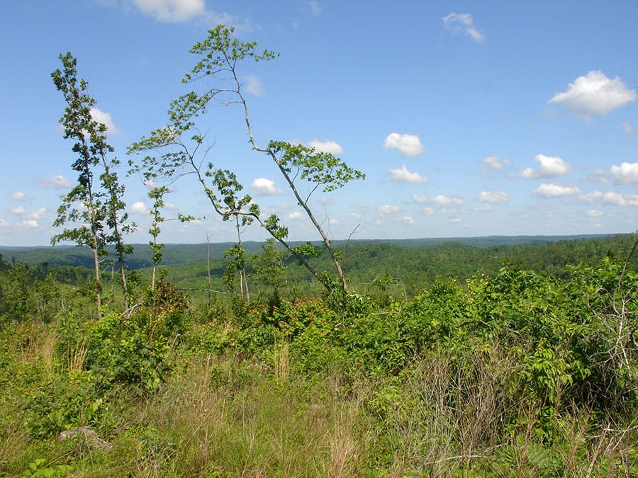 Antler Ridge Tract 33 photo 4