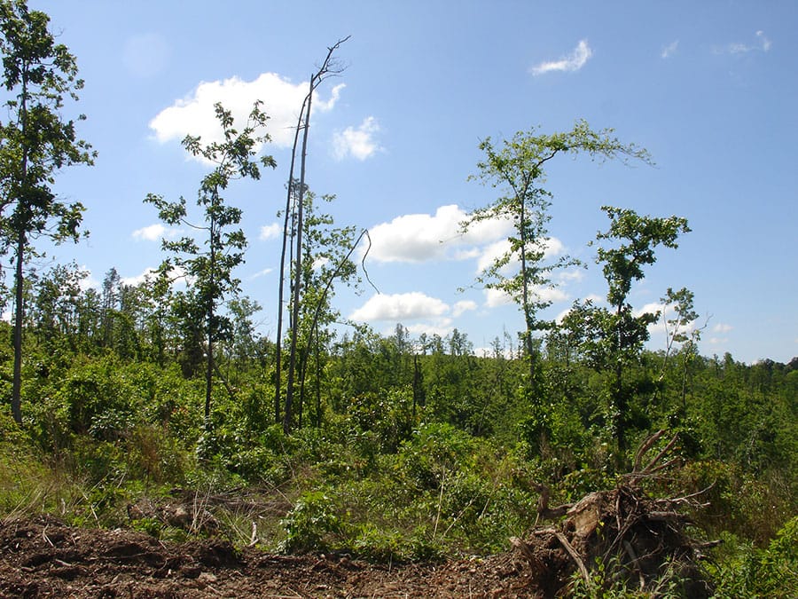 Antler Ridge Tract 33 photo 5