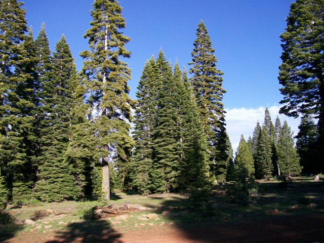 California Pines Tract 20 photo 7