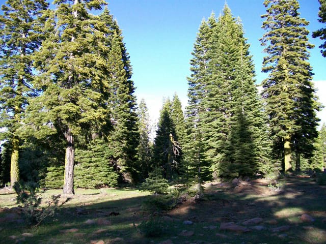 California Pines Tract 20 photo 8