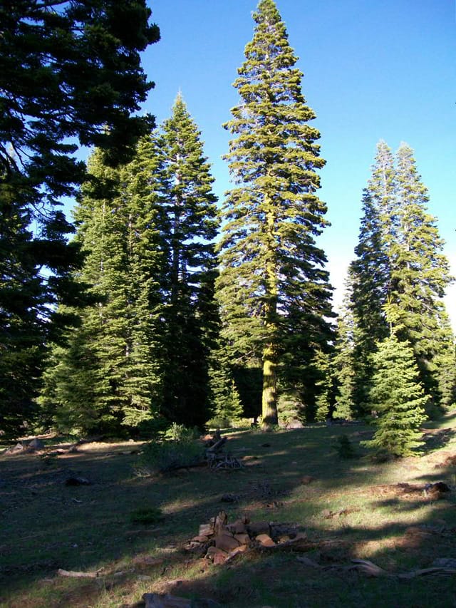 California Pines Tract 20 photo 10