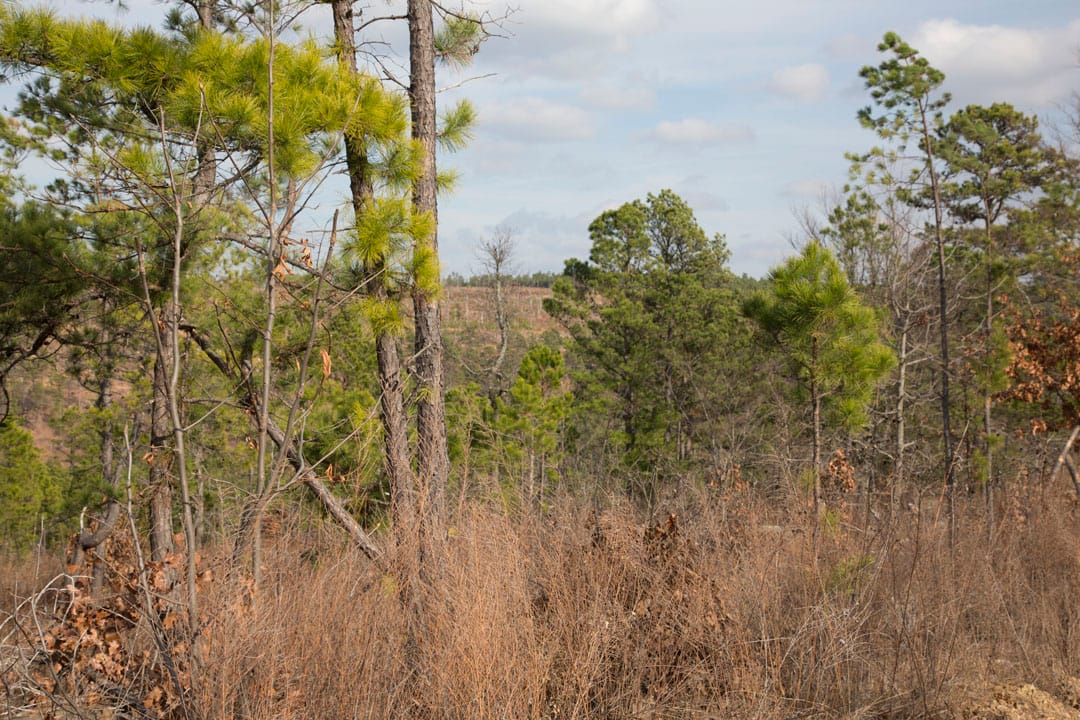 Stone Creek Phase III Tract 74 photo 6