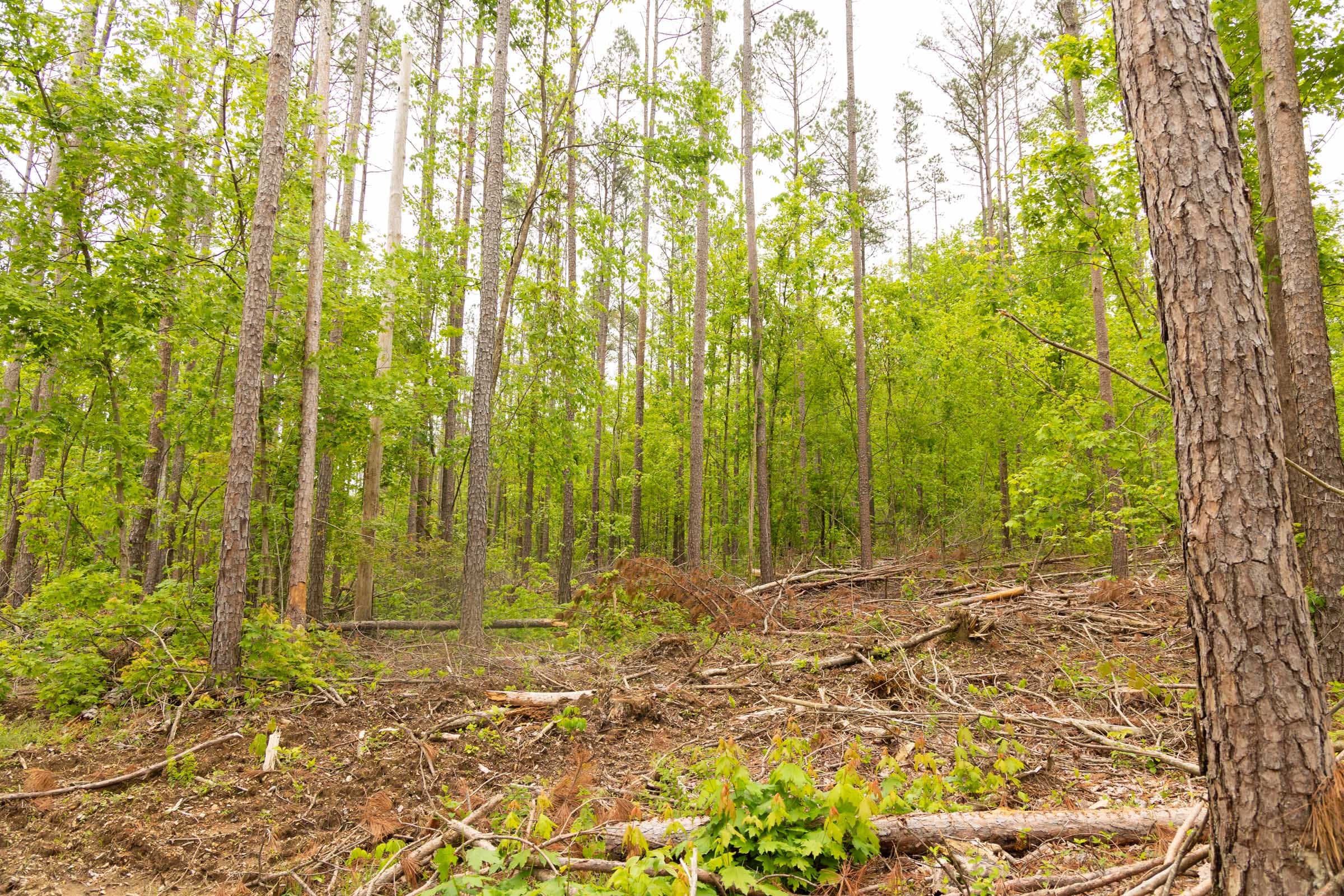Stardust Estates Tract 1 photo 22