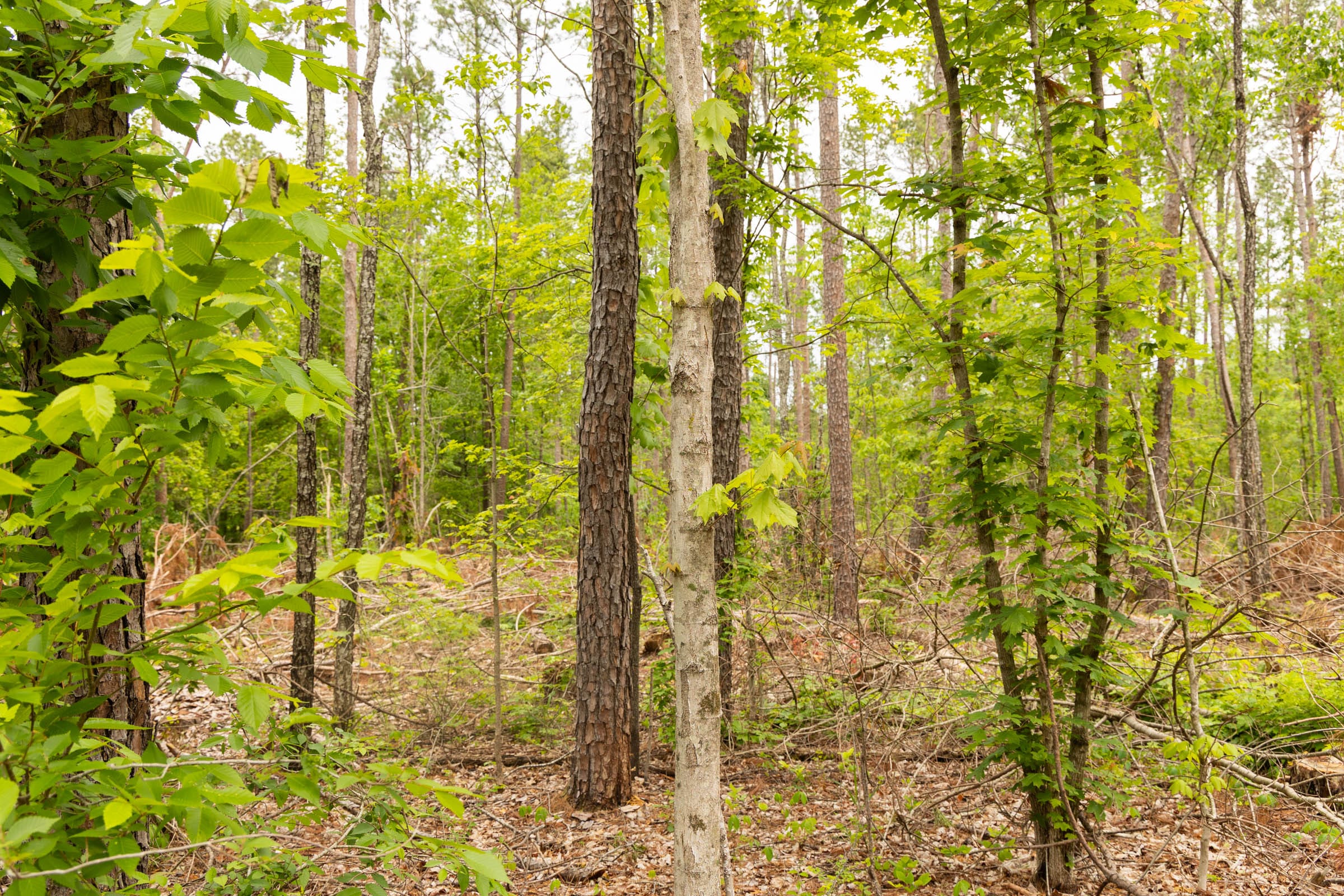 Stardust Estates Tract 1 photo 20