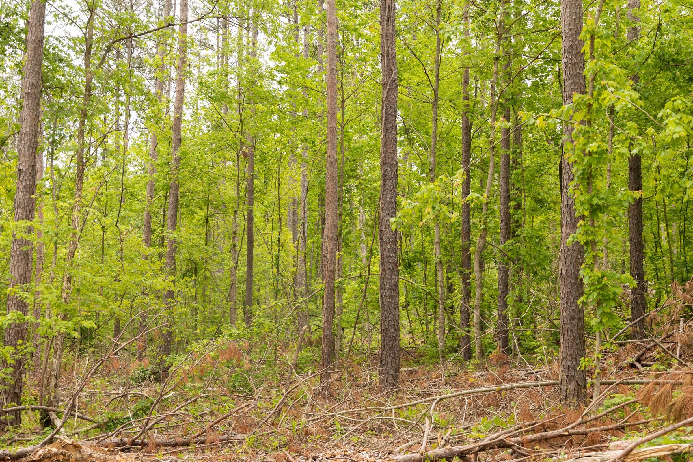 Stardust Estates Tract 1 photo 7