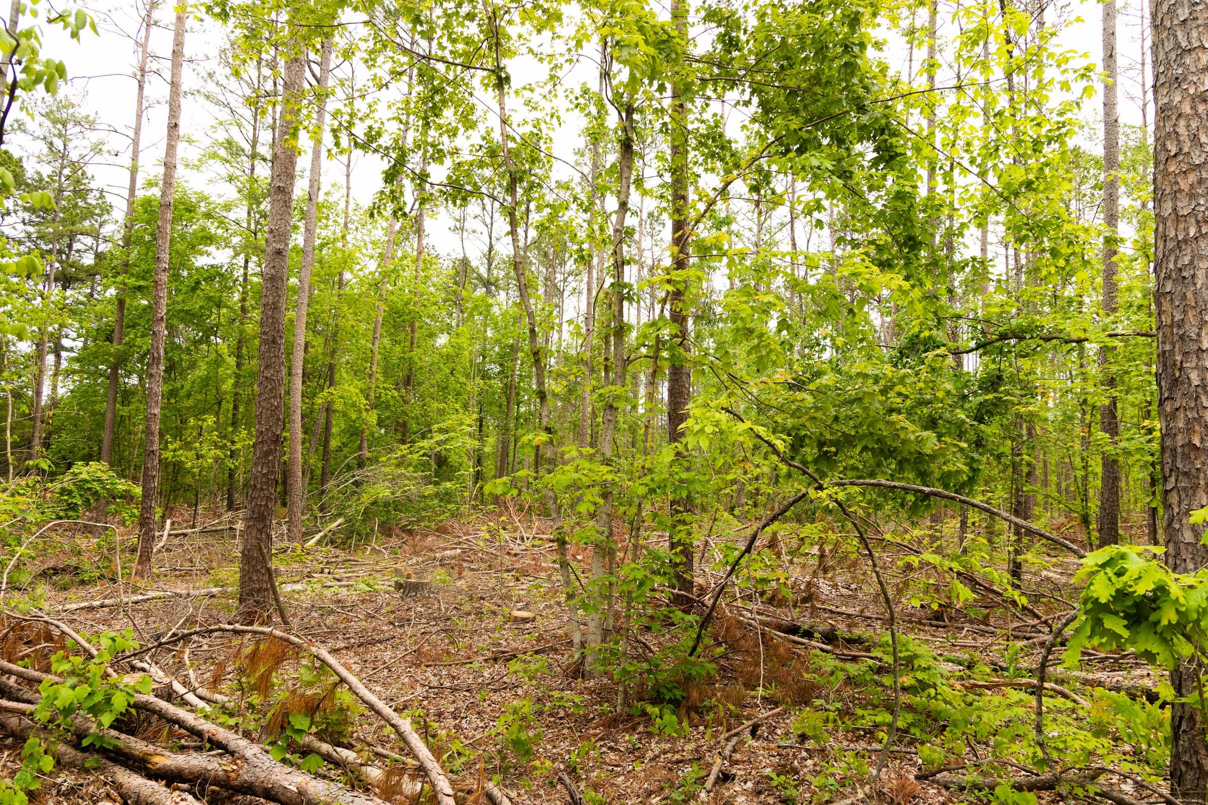 Stardust Estates Tract 1 photo 5