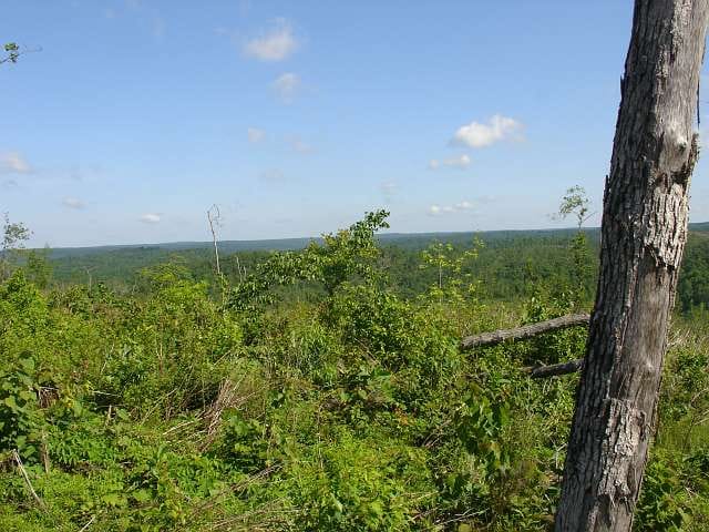 Antler Ridge Tract 31 photo 5