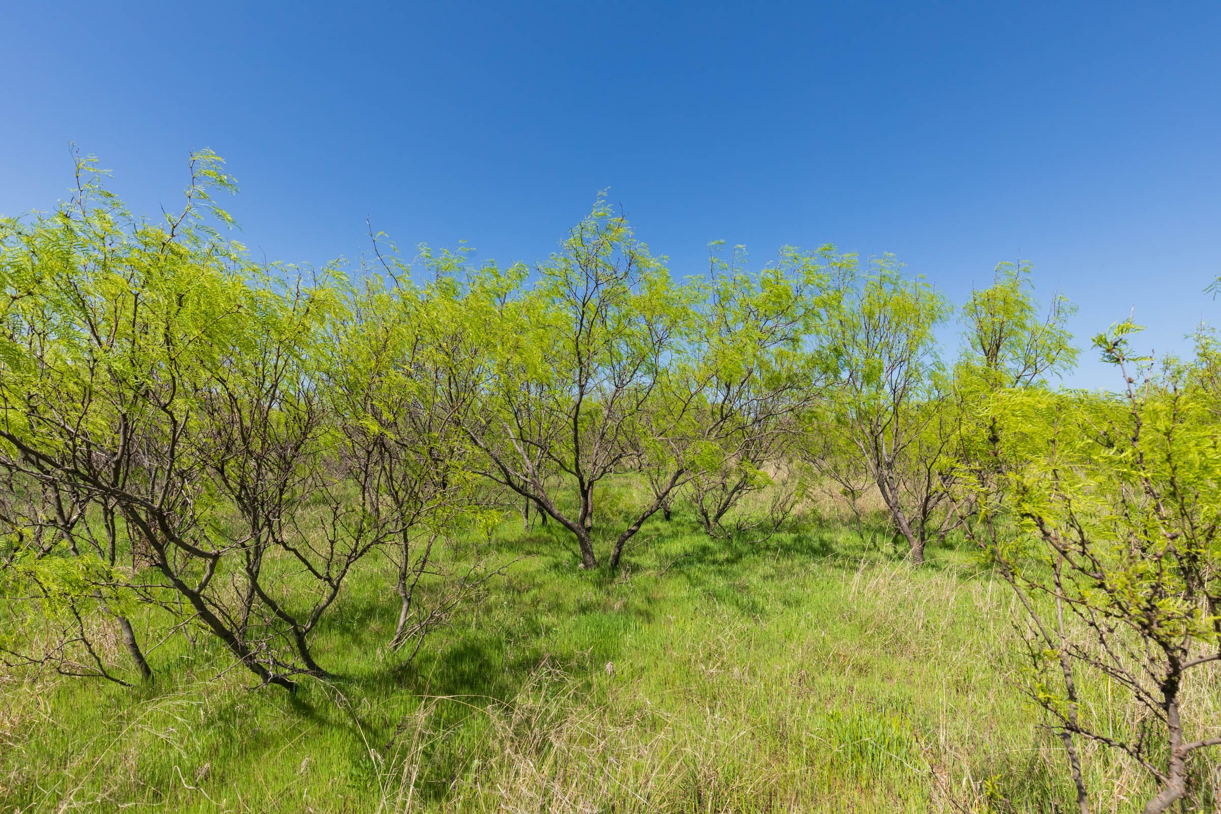 Hackberry Fields Tract 19 photo 4