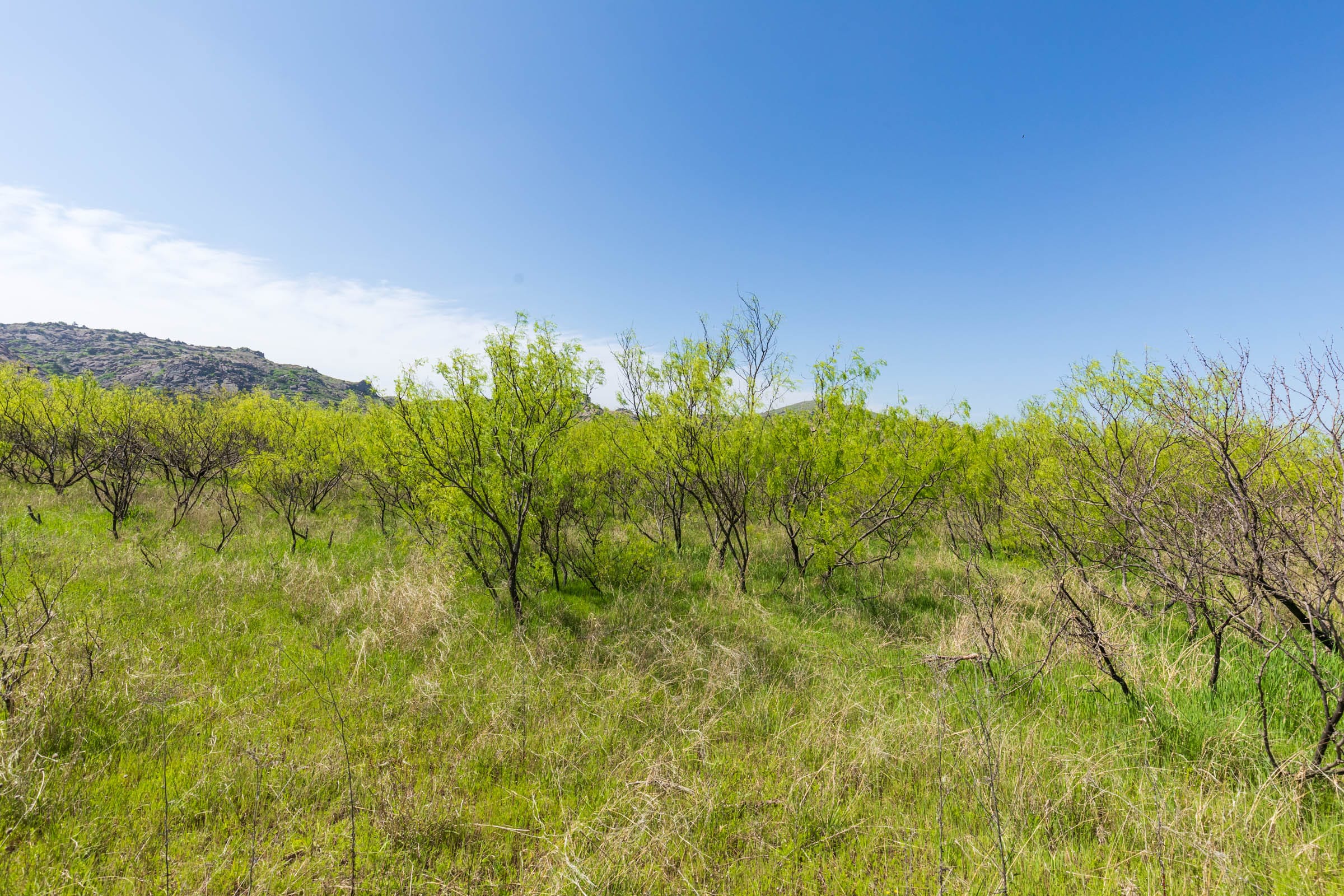 Hackberry Fields Tract 19 photo 15