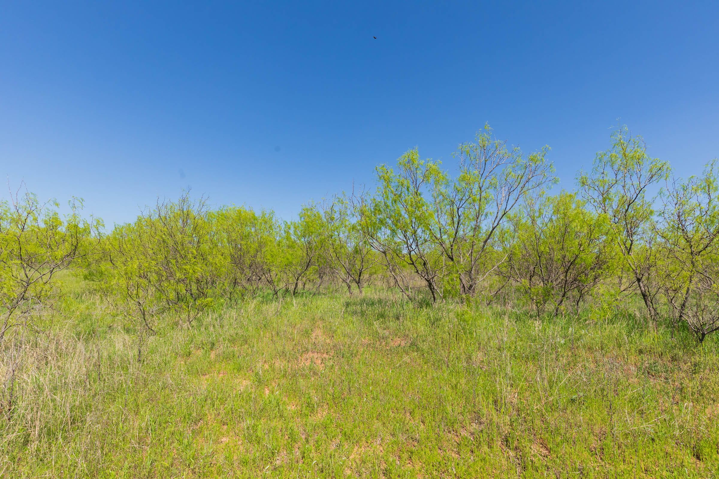 Hackberry Fields Tract 19 photo 14