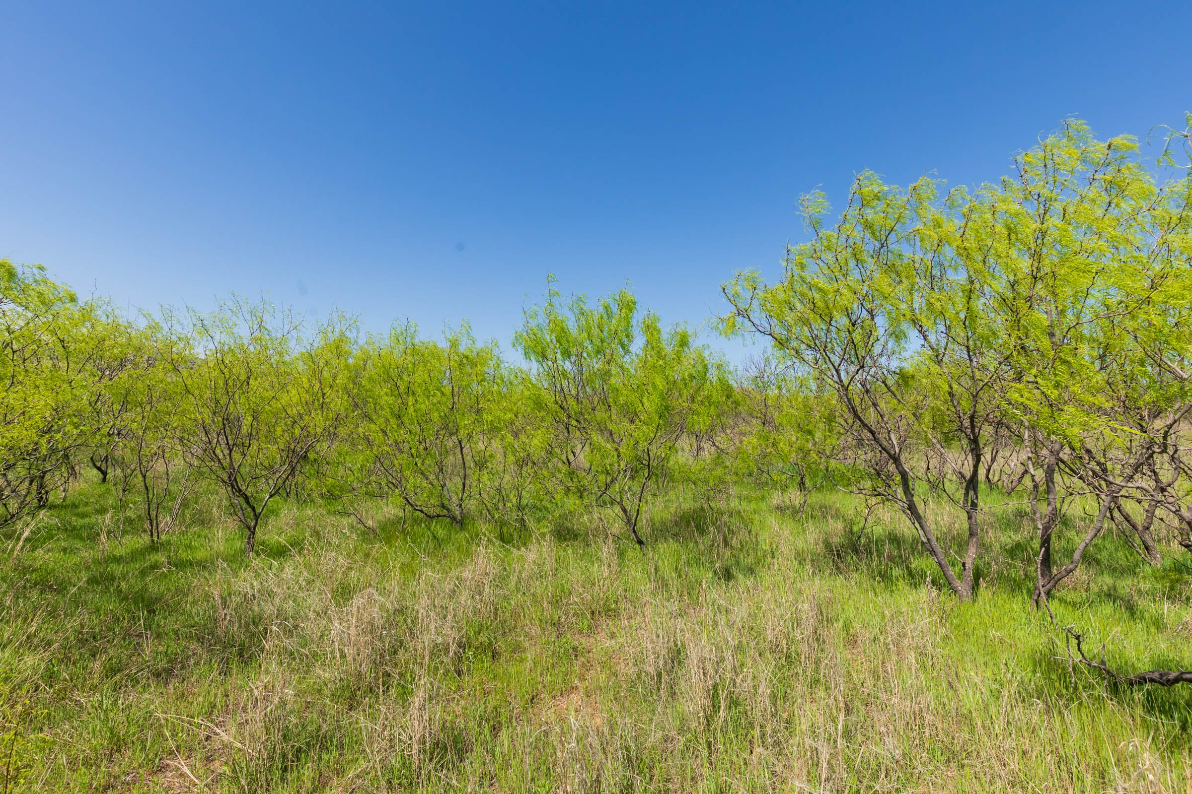 Hackberry Fields Tract 19 photo 16