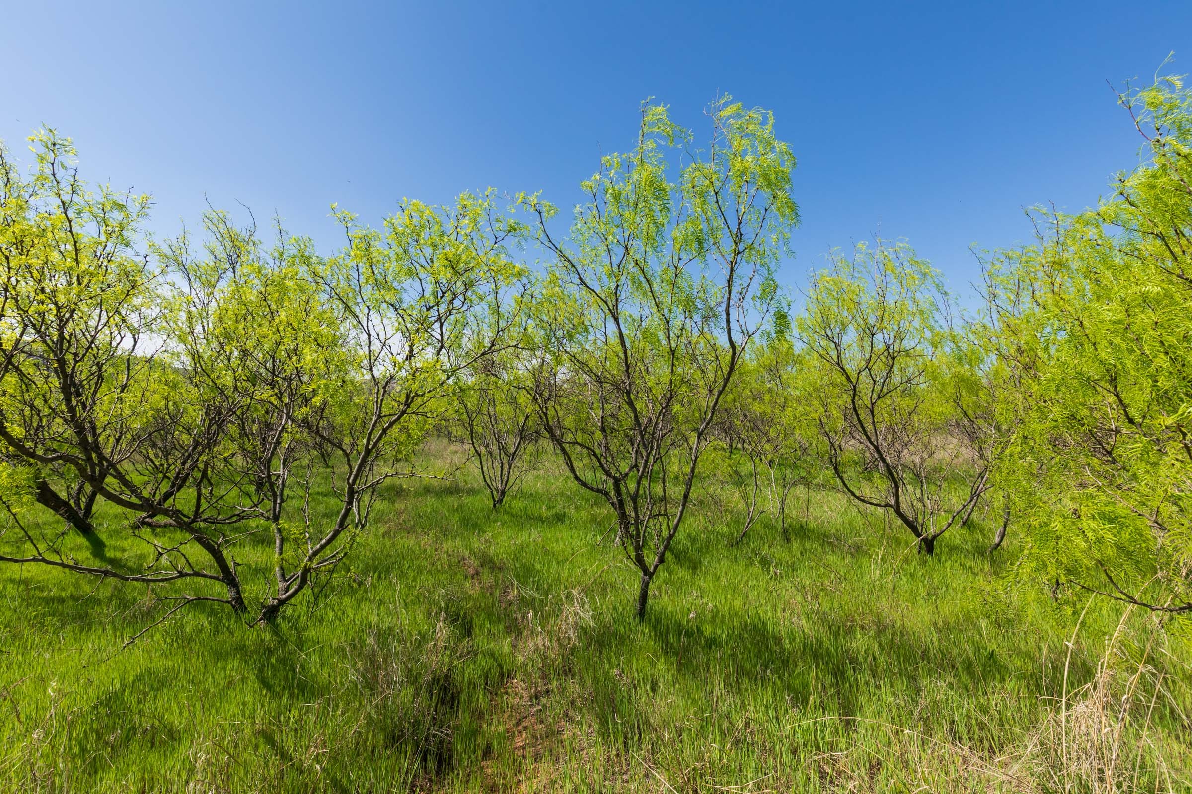 Hackberry Fields Tract 19 photo 8