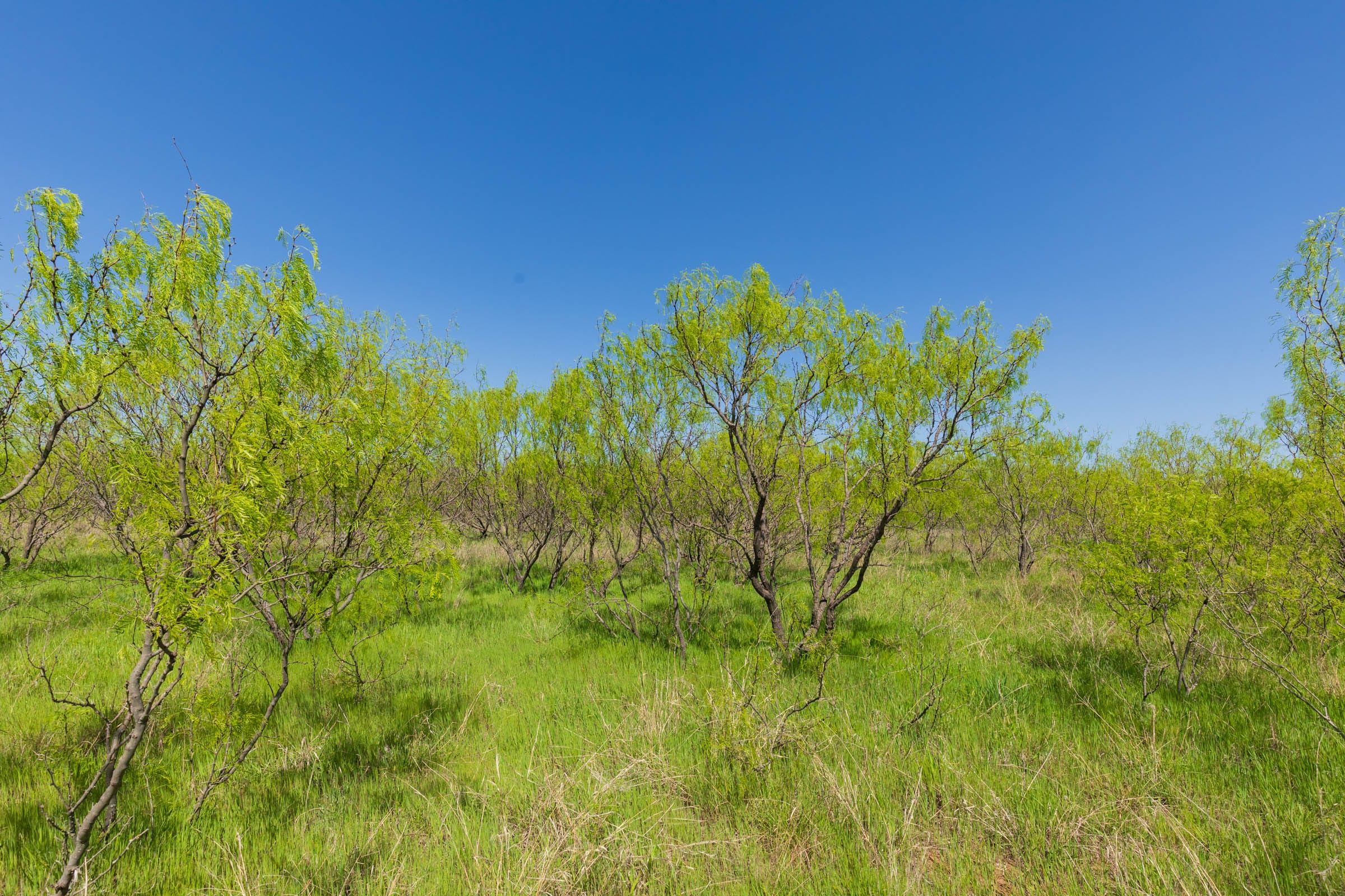 Hackberry Fields Tract 19 photo 10