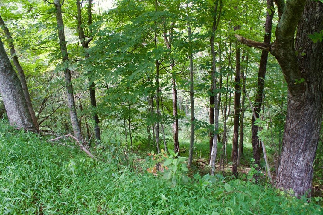 Heritage Hollow Tract 20 photo 7
