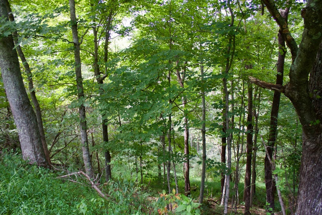 Heritage Hollow Tract 20 photo 8
