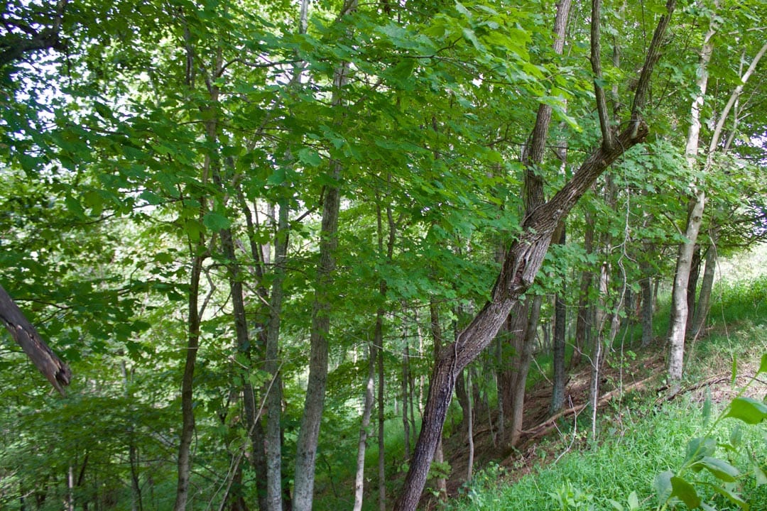 Heritage Hollow Tract 20 photo 9