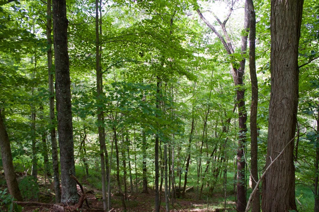 Heritage Hollow Tract 20 photo 11