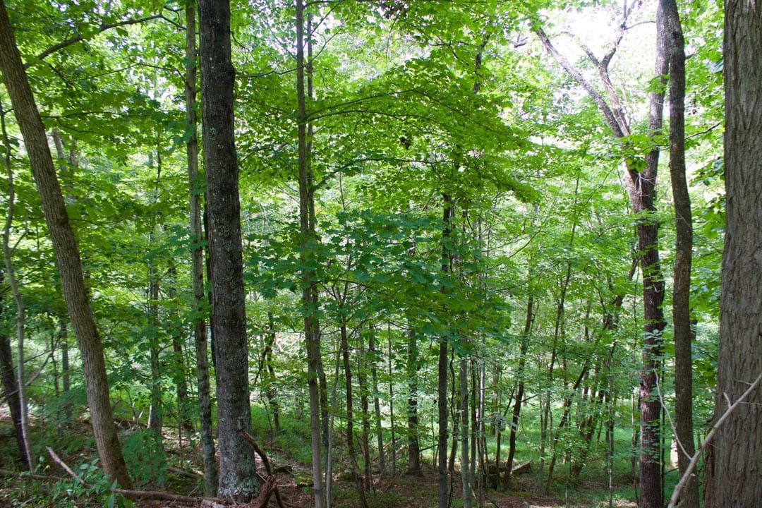 Heritage Hollow Tract 20 photo 12