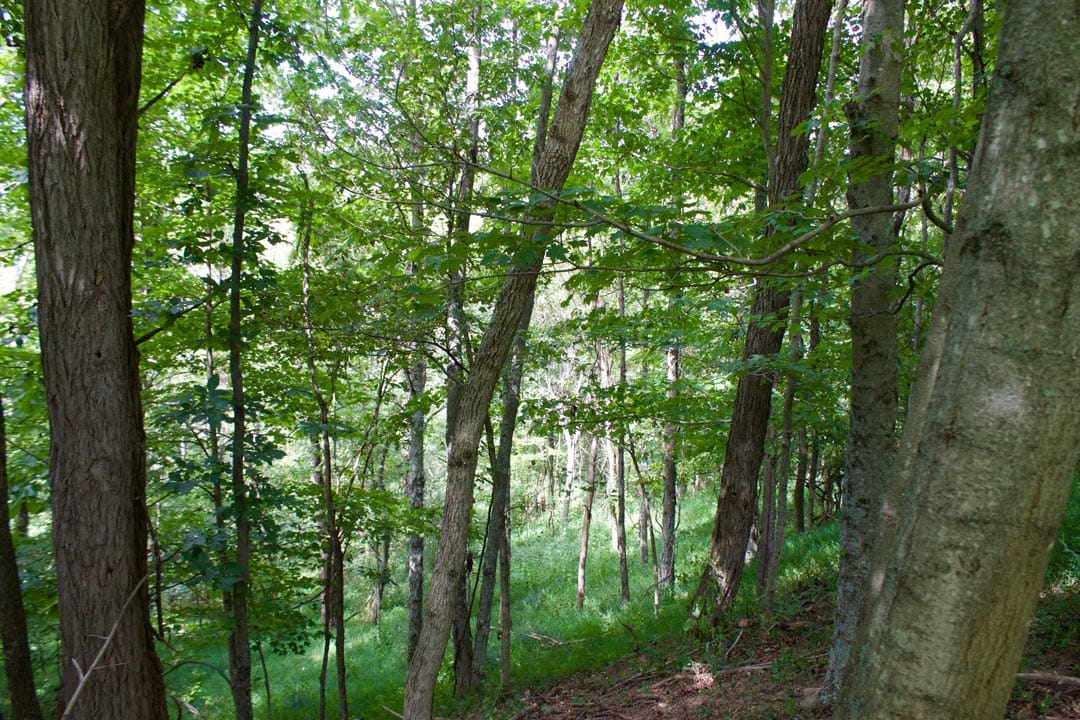 Heritage Hollow Tract 20 photo 13